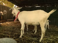 Chèvres (lot, sexe non indiqué), Pomellata goat — photo 6