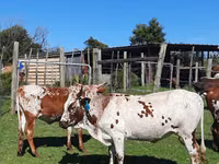 母牛, Nguni cattle — 照片 3
