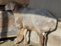 Ram, Arashan sheep — photo 2