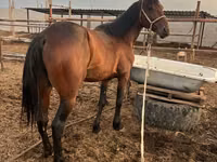 Horse (M), Standardbred — photo 2