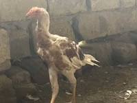 花斑 — 照片 2