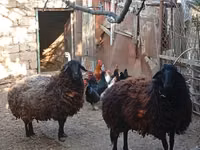 Brebis, Karabakh sheep — photo 4
