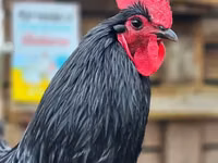 Australorp — foto 5