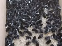 Australorp — Foto 2