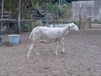 Schaf, Lacaune sheep — Foto 5