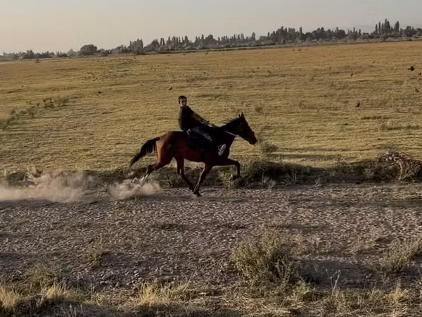 Stute, French Trotter