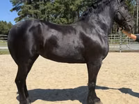 Stute, Percheron — Foto 2