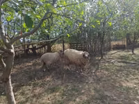 Ram, Tsigai sheep — photo 2
