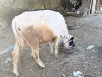 Toro, Ganado vacuno — foto 2