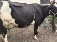 Vaca, Russian Black pied cattle — foto 6