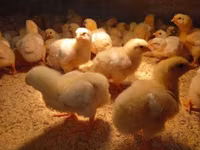 Chickens — photo 1
