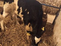 Bull, Russian Black pied cattle — photo 4