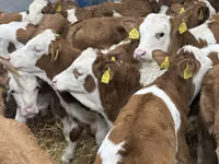 أبقار (دفعة، الجنس غير محدد), Simmental cattle — الصورة 2