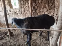 Carnero, Red Karaman sheep — foto 4