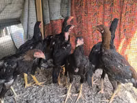 Chickens — Foto 1