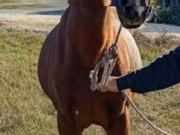 Cheval, Chevaux