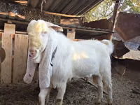 تيس, Gulabi goats — الصورة 5
