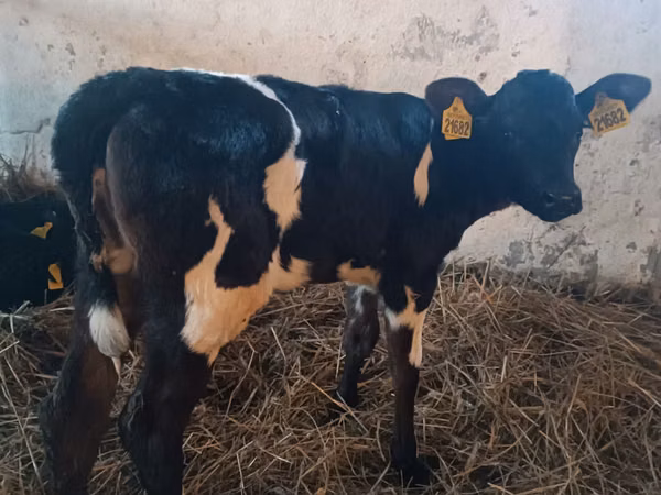 Kuh, Russian Black pied cattle