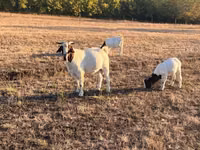 Boucs, Boer goat — photo 3