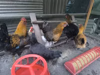 Chickens — الصورة 1