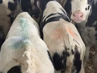 أبقار (دفعة، الجنس غير محدد), Simmental cattle — الصورة 6
