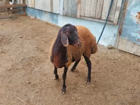 公羊, Suffolk sheep — 照片 3