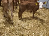 Rinder (Partie, Geschlecht nicht angegeben), Simmental cattle — Foto 5