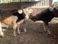 أبقار (دفعة، الجنس غير محدد), Swiss cattle — الصورة 3