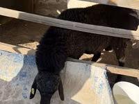 كبش, Blackheaded Persian sheep — الصورة 6