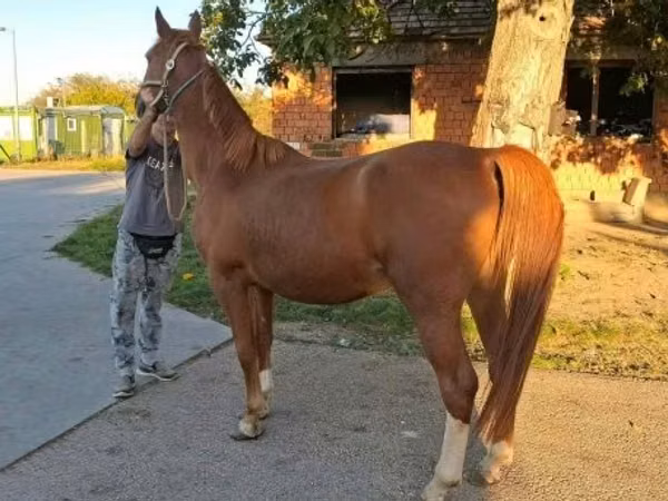 Cheval, Kisber felver