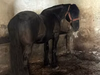 公马, Horses — 照片 2