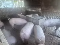 خنزيرة, الخنازير — الصورة 1