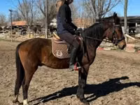 Caballo, Hungarian horse breed — foto 2