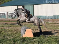 公马, Horses — 照片 3