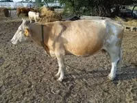 Cow, Simmental cattle — photo 5