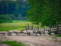 Carnero, Romanov sheep — foto 4