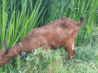 Goats (batch, sex not specified), Murcia-Granada goats — photo 2
