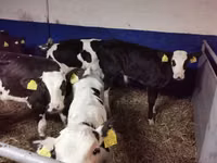 ثور, Russian Black pied cattle — الصورة 6