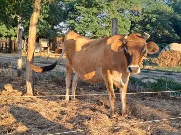 Vaca, Raza Jersey