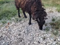 Brebis, Ouessant sheep — photo 5