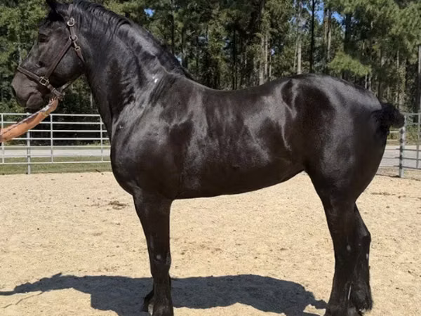 母马, Percheron