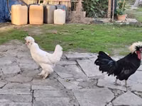 Chickens — photo 2