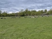 भेड़, Precoce sheep — फ़ोटो 2