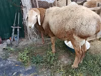 Carnero, Rhon sheep — foto 2