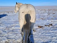 Horse (M), Alter Real — photo 6