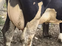 بقرة, Russian Black pied cattle — الصورة 8