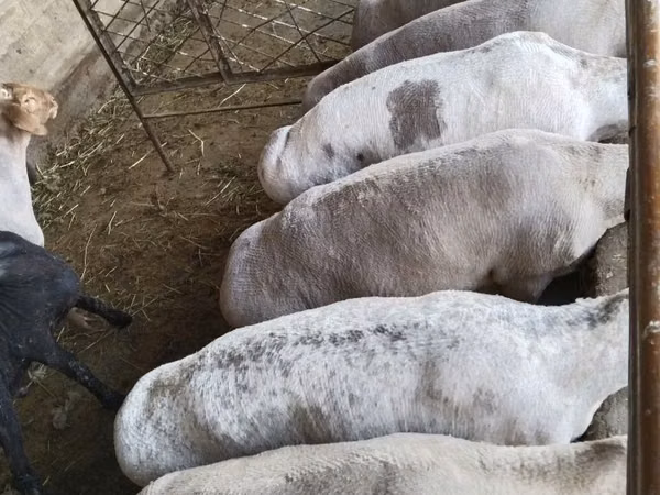 公羊, Sheep