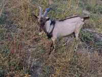Billy Goat, Italian Alpine goat — photo 2
