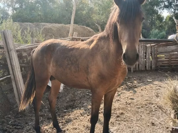 Hengst, Pferde