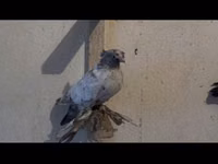 Ducks — الصورة 3